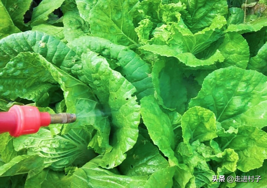 水果酵素肥的用法,酵素肥可以用烂水果吗