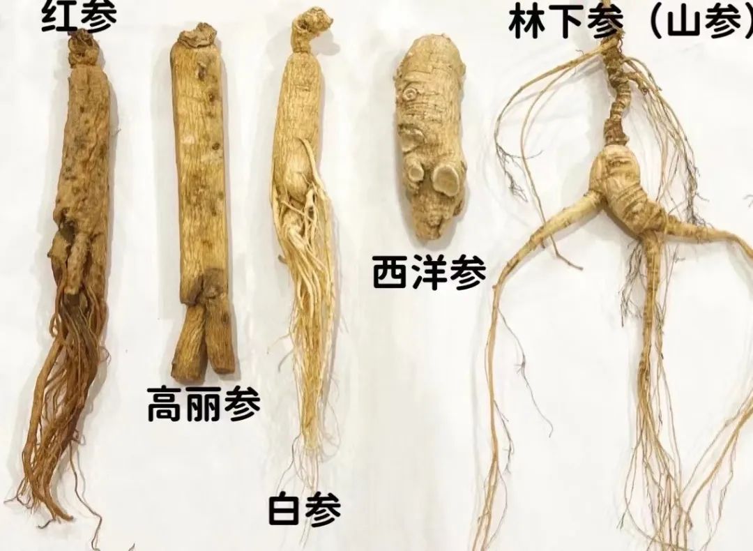 人参怎么选都有遗憾,人参怎么选才是好的