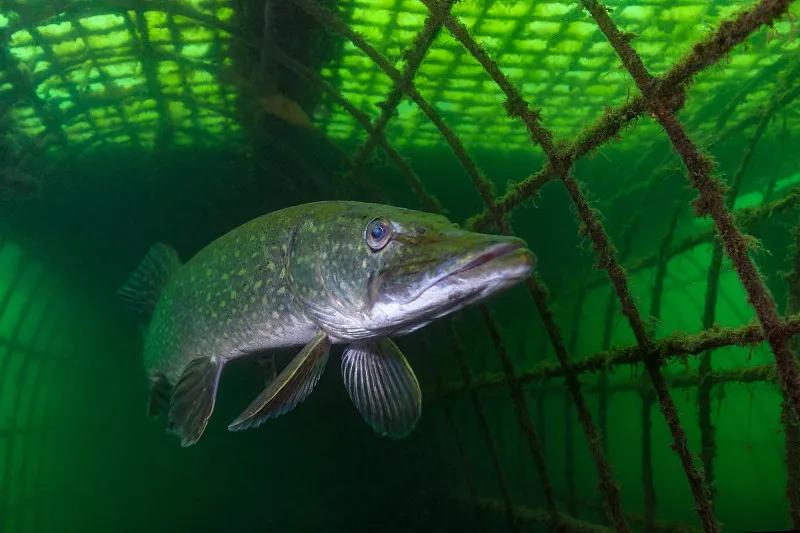 最好养的观赏鱼冷水鱼有哪些中型,冷水鱼有哪些观赏鱼比较好看