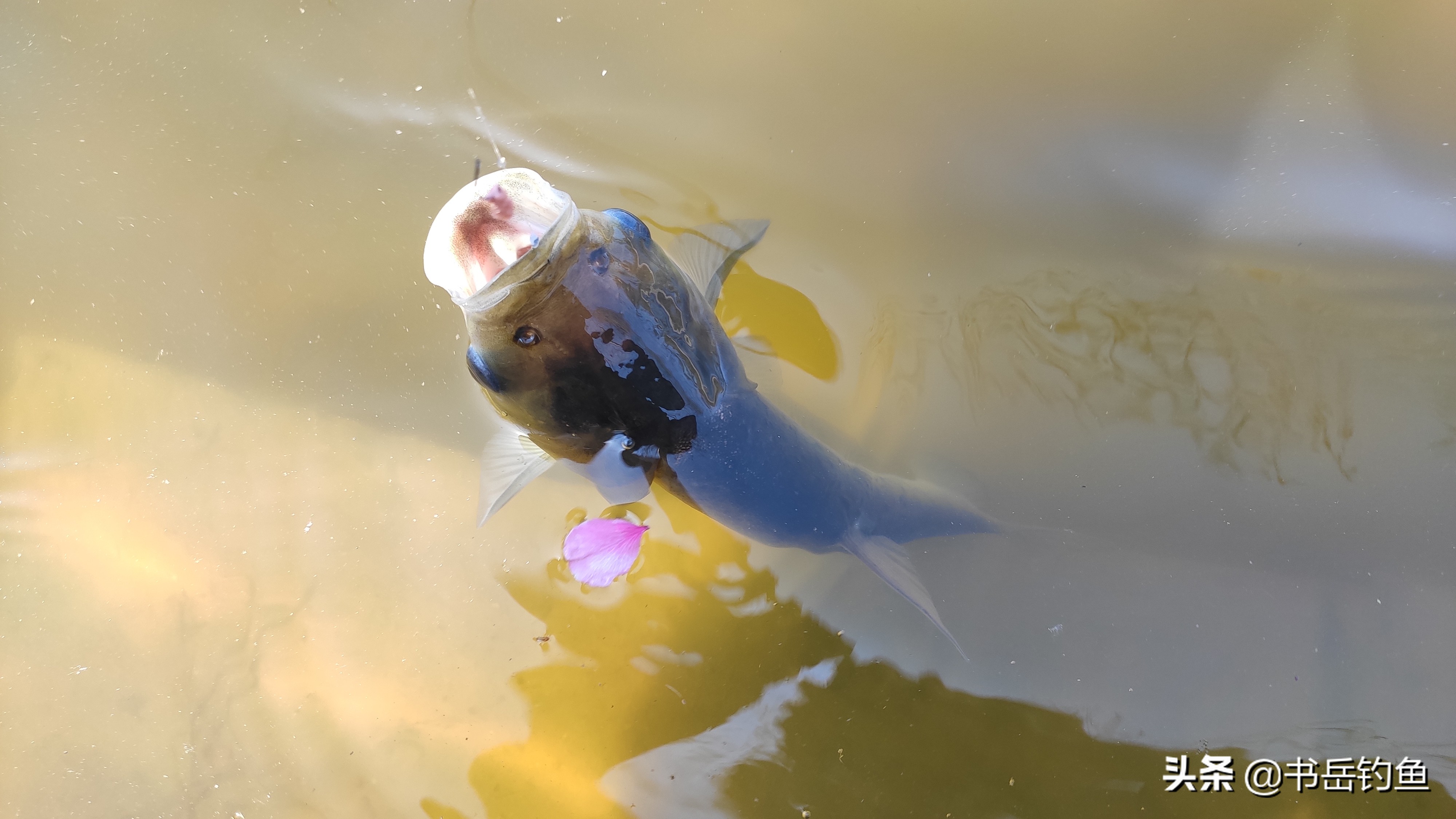 鏄旀棩鐨勫鎵嬪浠婄殑甯堝緬,鏄旀棩甯堝緬