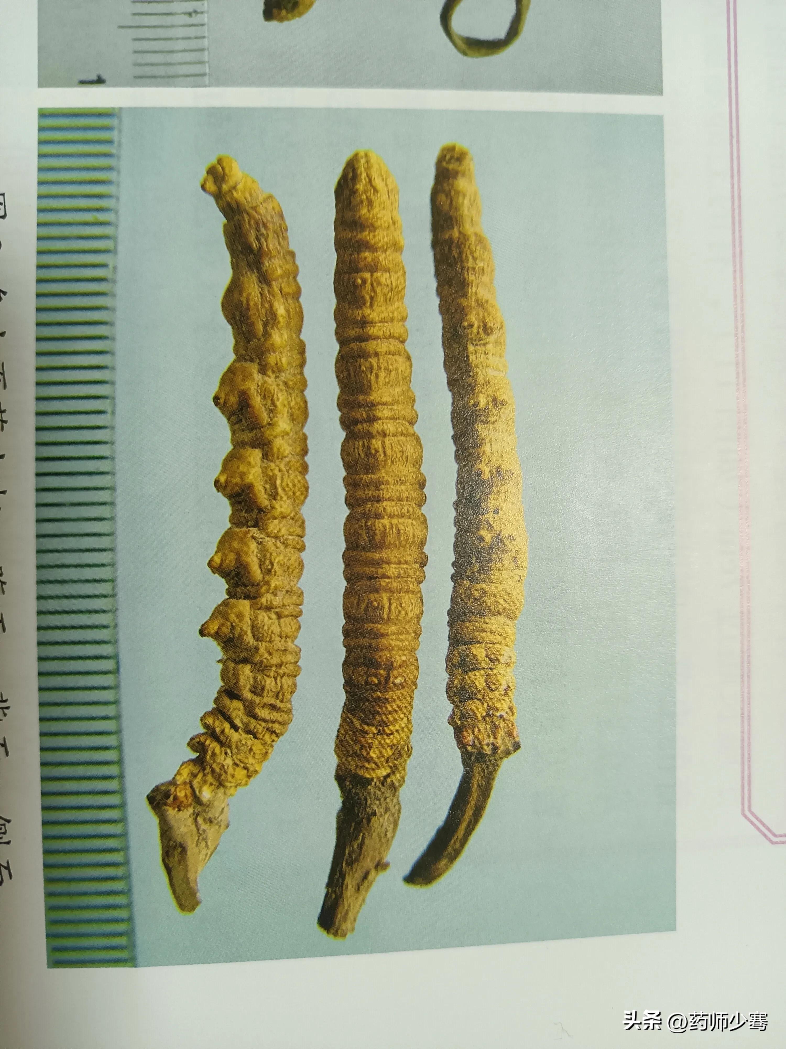 虫草鉴定报告,西藏梅邦虫草鉴定