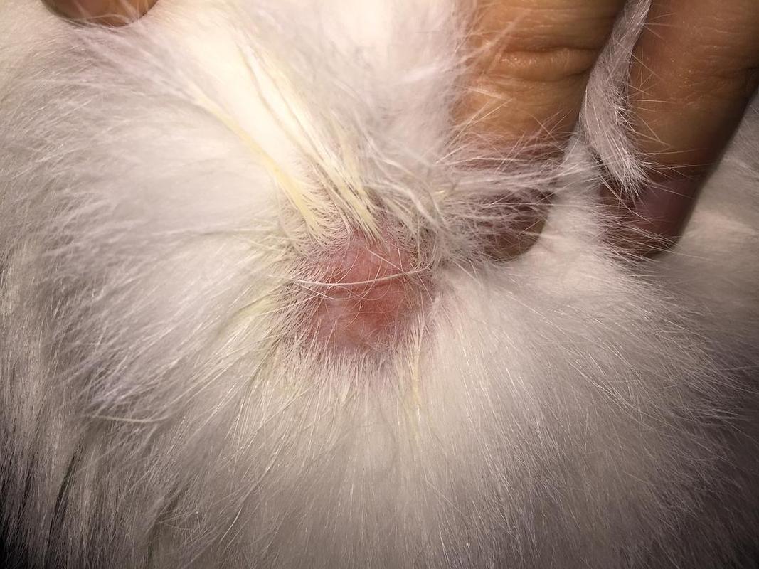 猫得猫癣了怎么办,一点经验都没有,去宠物医院是不是很贵啊?