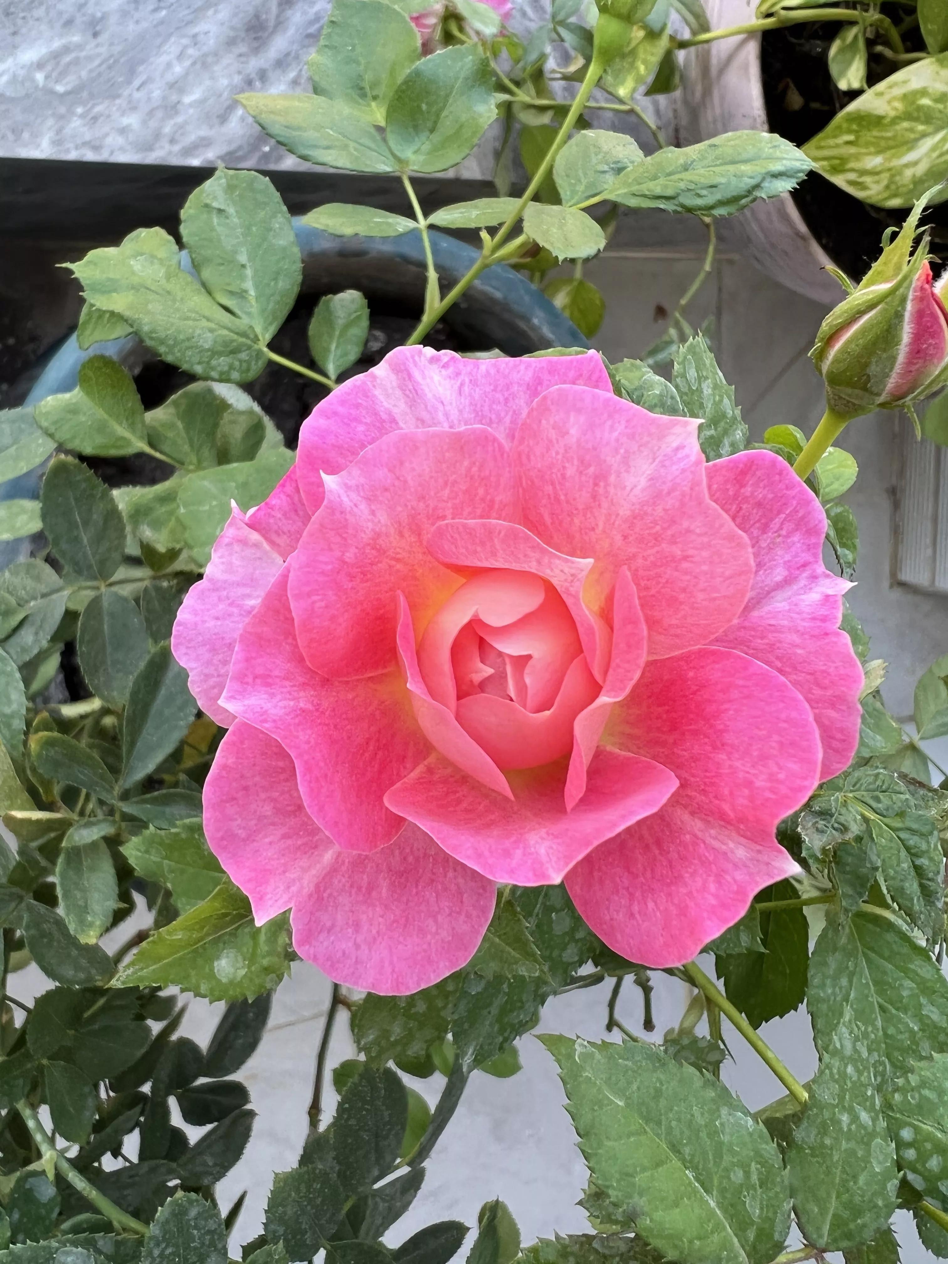 月季品种醉花,月季品种大全及图片欣赏