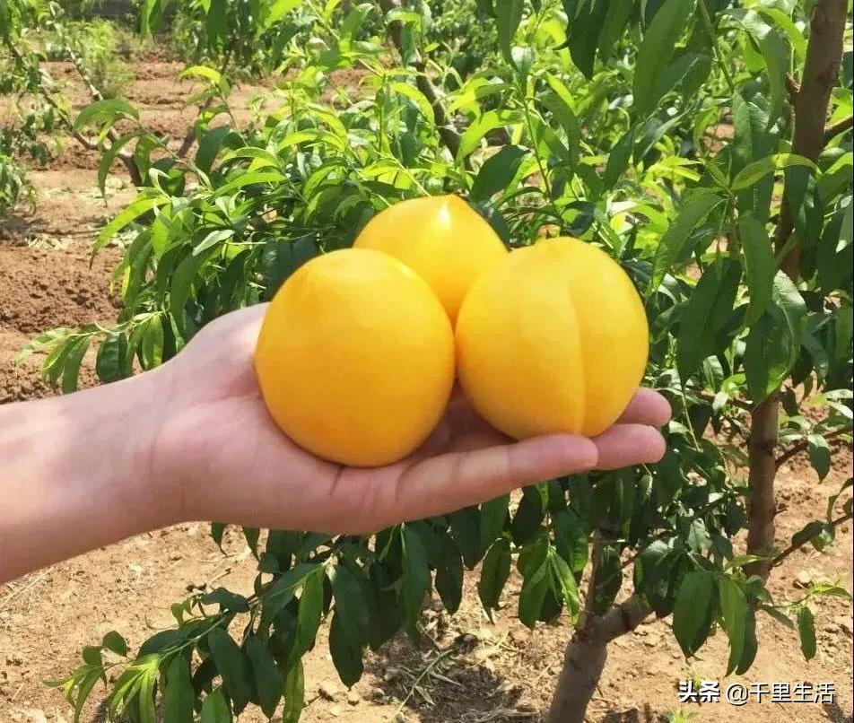 现摘正宗山东蒙阴脆甜黄油桃,山东蒙阴蜜桃之乡的桃子上市啦