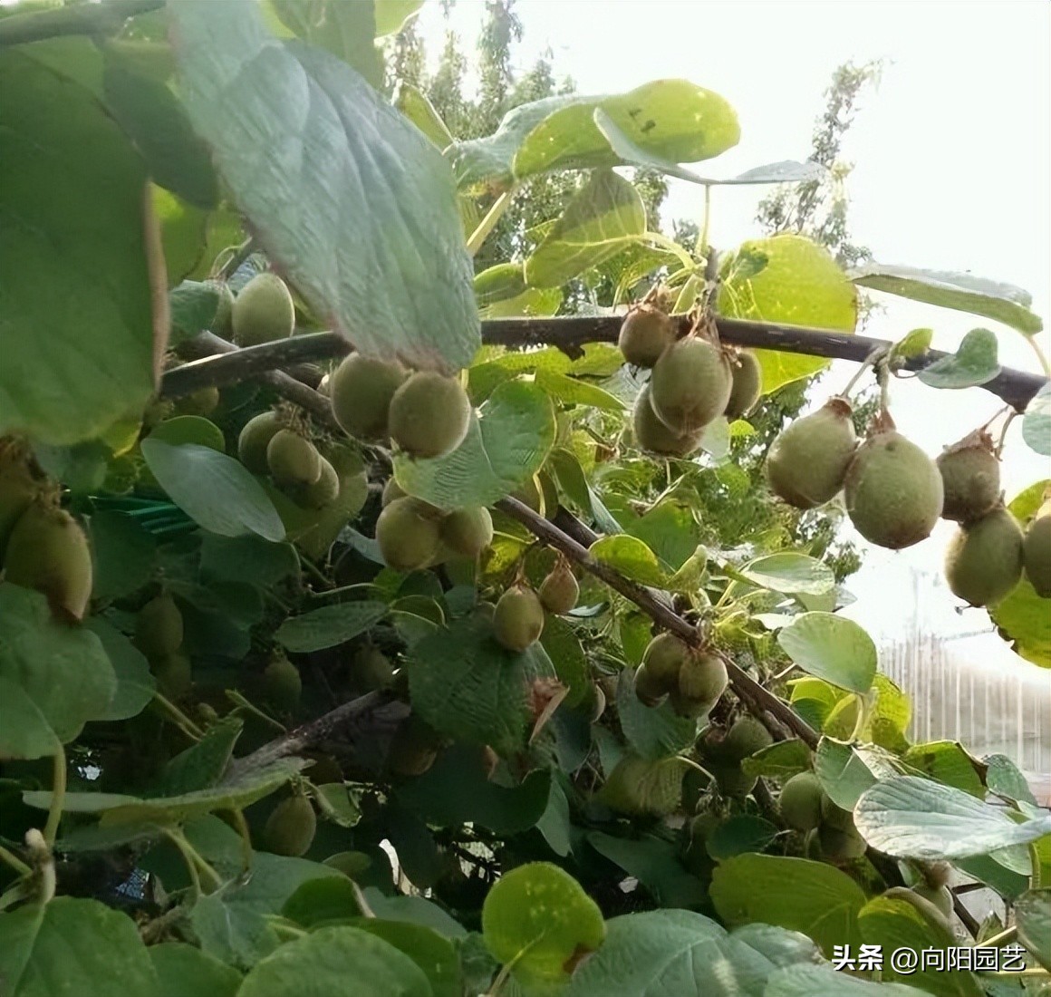 果树苗如何买到真苗,购买果树苗怎么防止买假苗