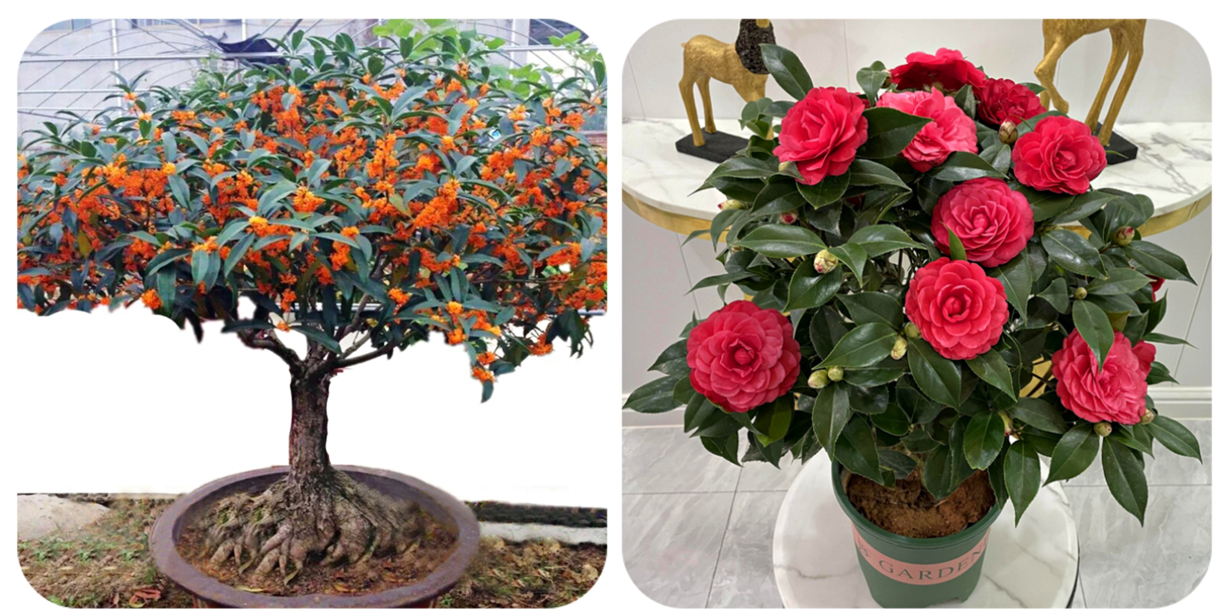 阳台上可以种什么蔬果,阳台上适合种的蔬果