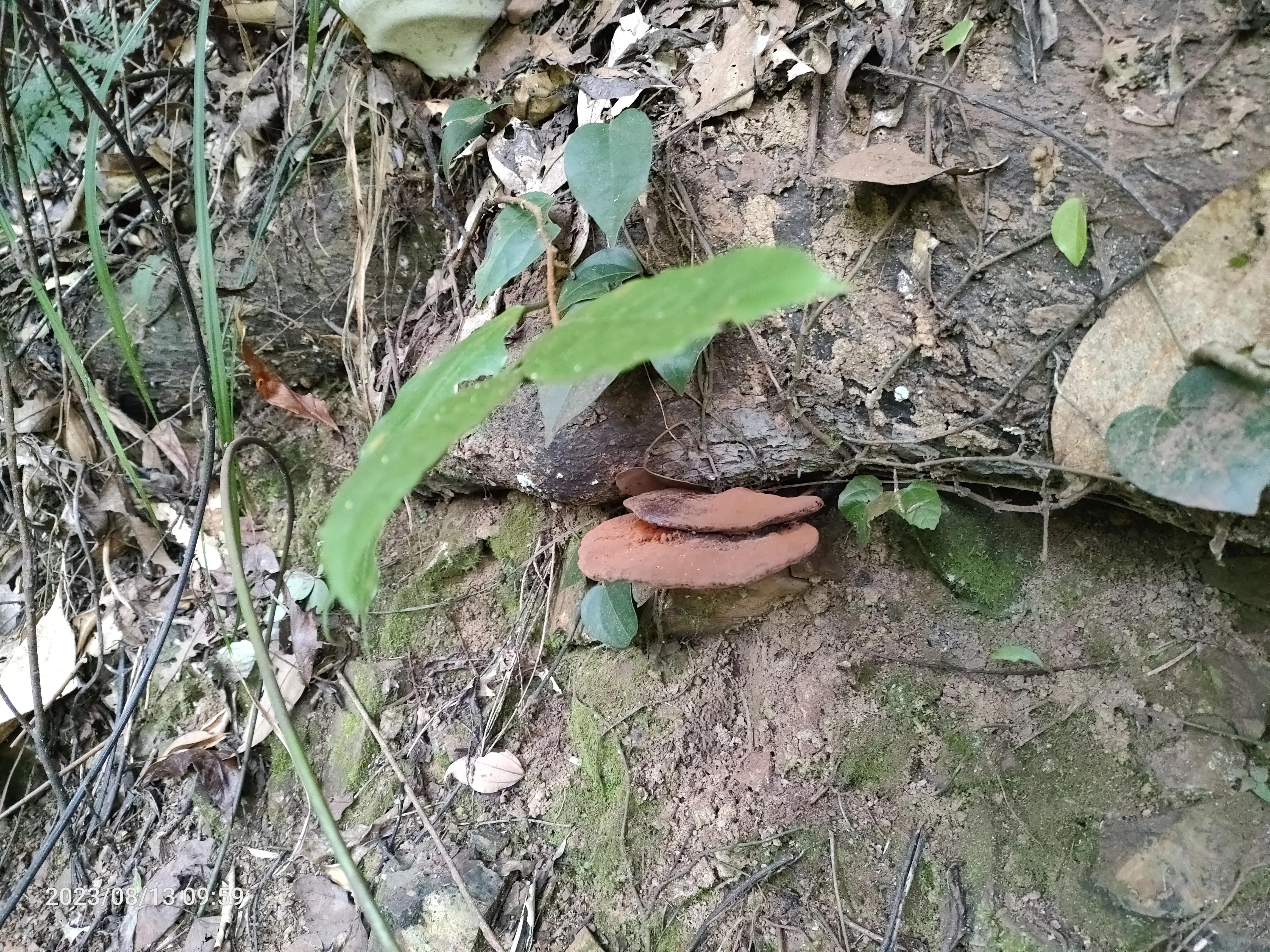 野生灵芝和种植灵芝的区别,野生灵芝与种植灵芝药用效果