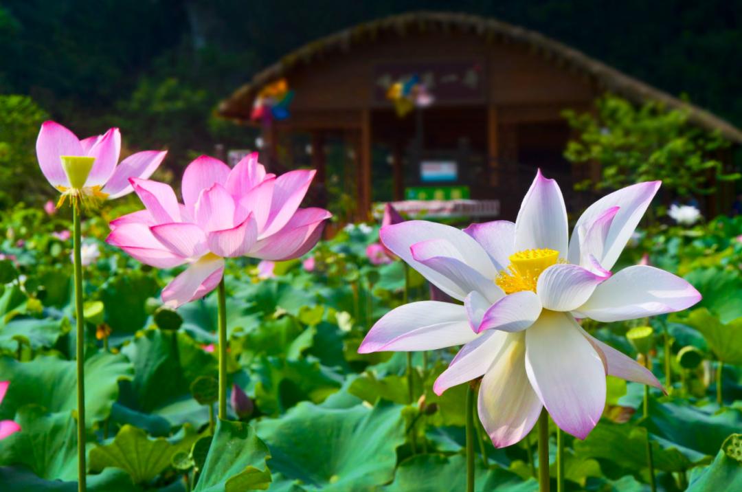 广州清远一日游必去景点,清远宝墩湖附近旅游攻略