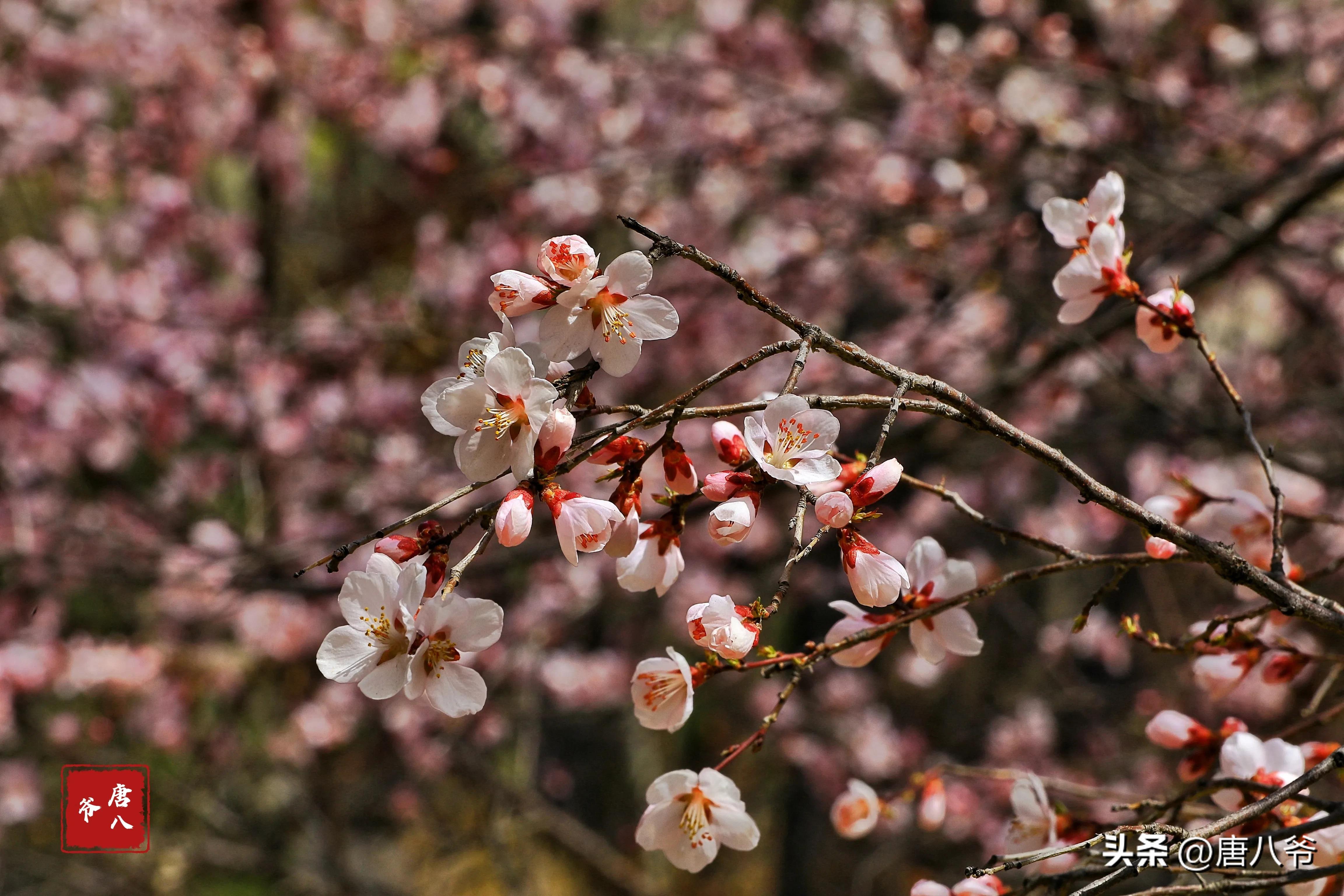 在春暖花开阳光明媚的日子里,在春暖花开的日子里歌曲