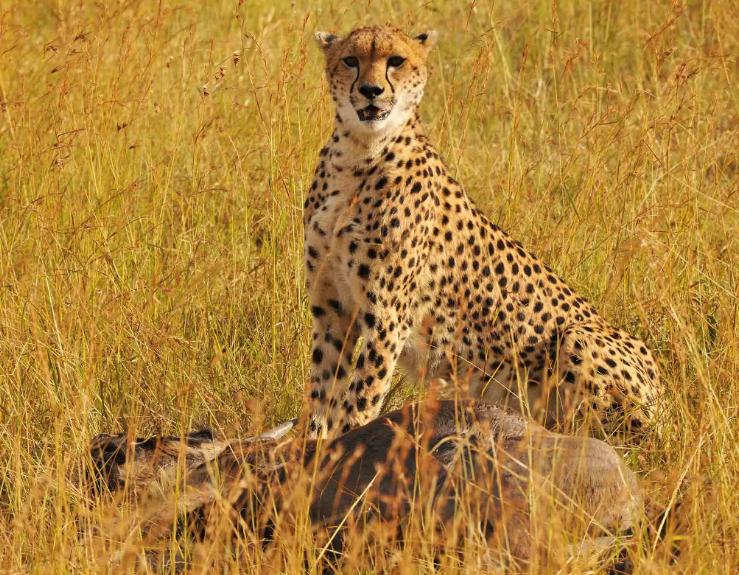 猎豹不是豹子吗,猎豹不是豹