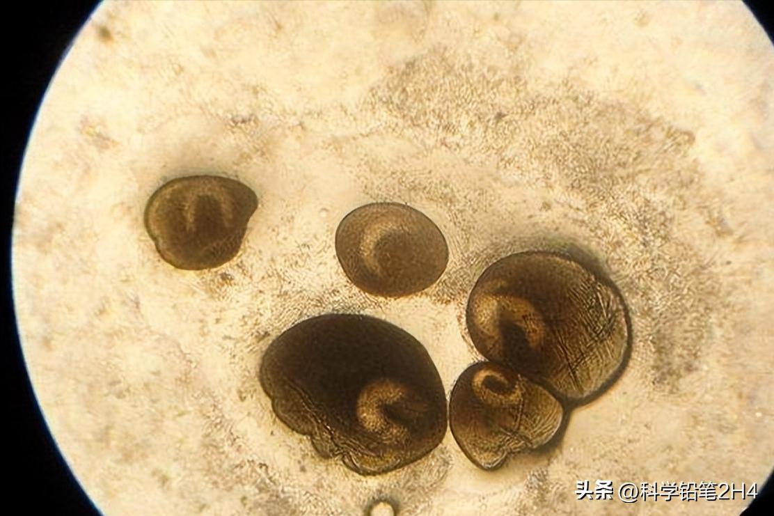 水产小瓜虫治疗方法,养殖鱼类小瓜虫病的防治方法