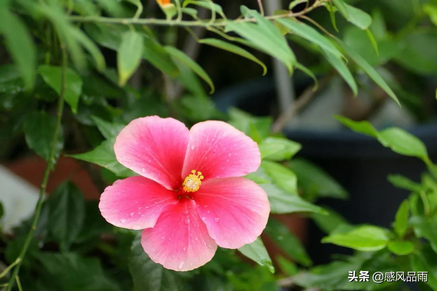 九十九朵美丽的国花送给你