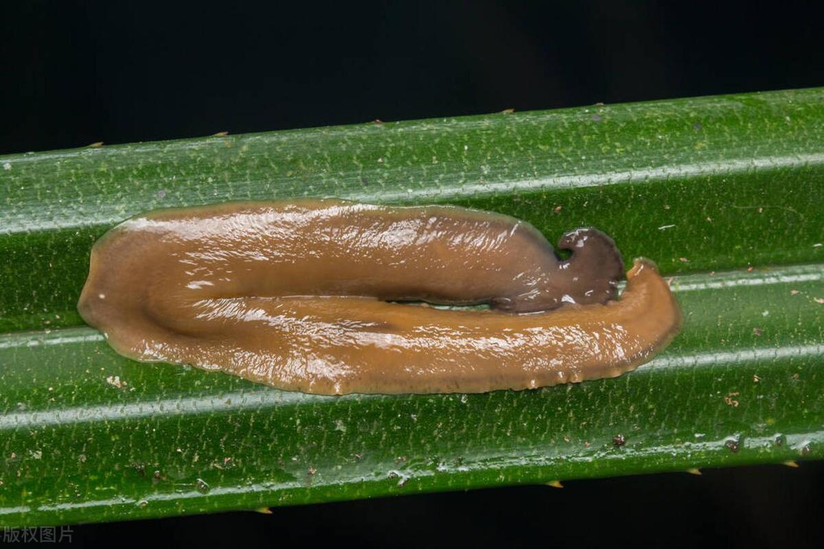 家里怎么会有鼻涕虫是什么原因,家里有鼻涕虫怎么办鼻涕虫有毒吗