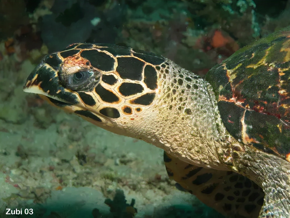 玳瑁稀有程度,玳瑁寿命真的有1500年