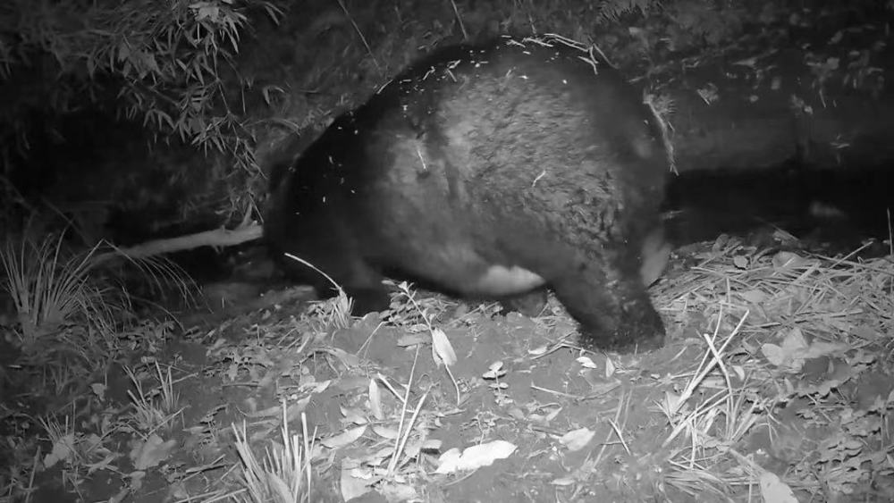 云南哀牢山有黑熊吗,凉山发现黑熊