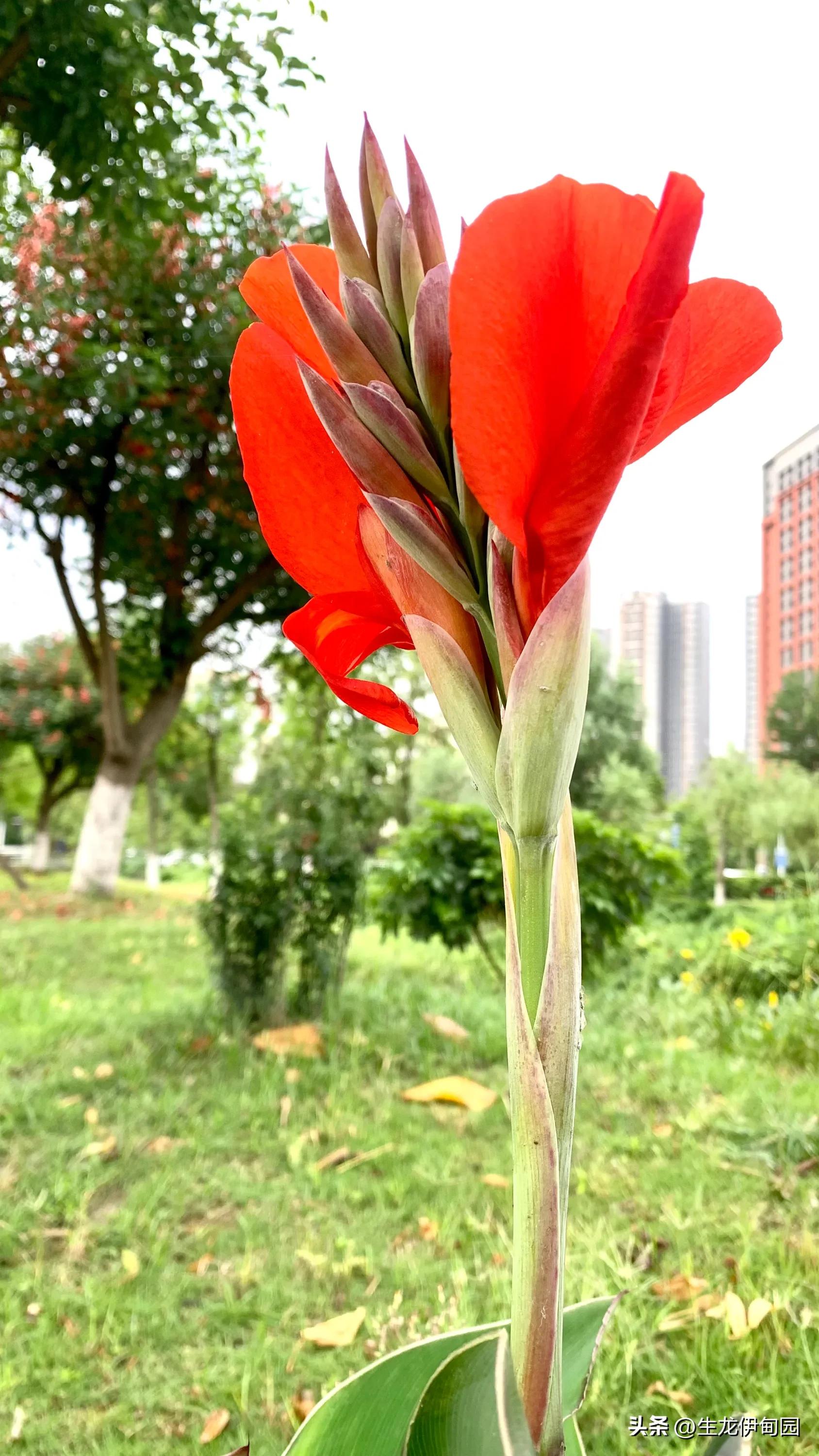 大花美人蕉完整版,大花美人蕉是宿根花卉吗