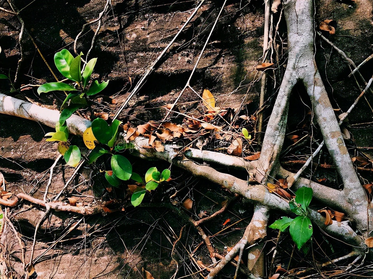 前列腺炎中医案例,前列腺炎的中医辨证