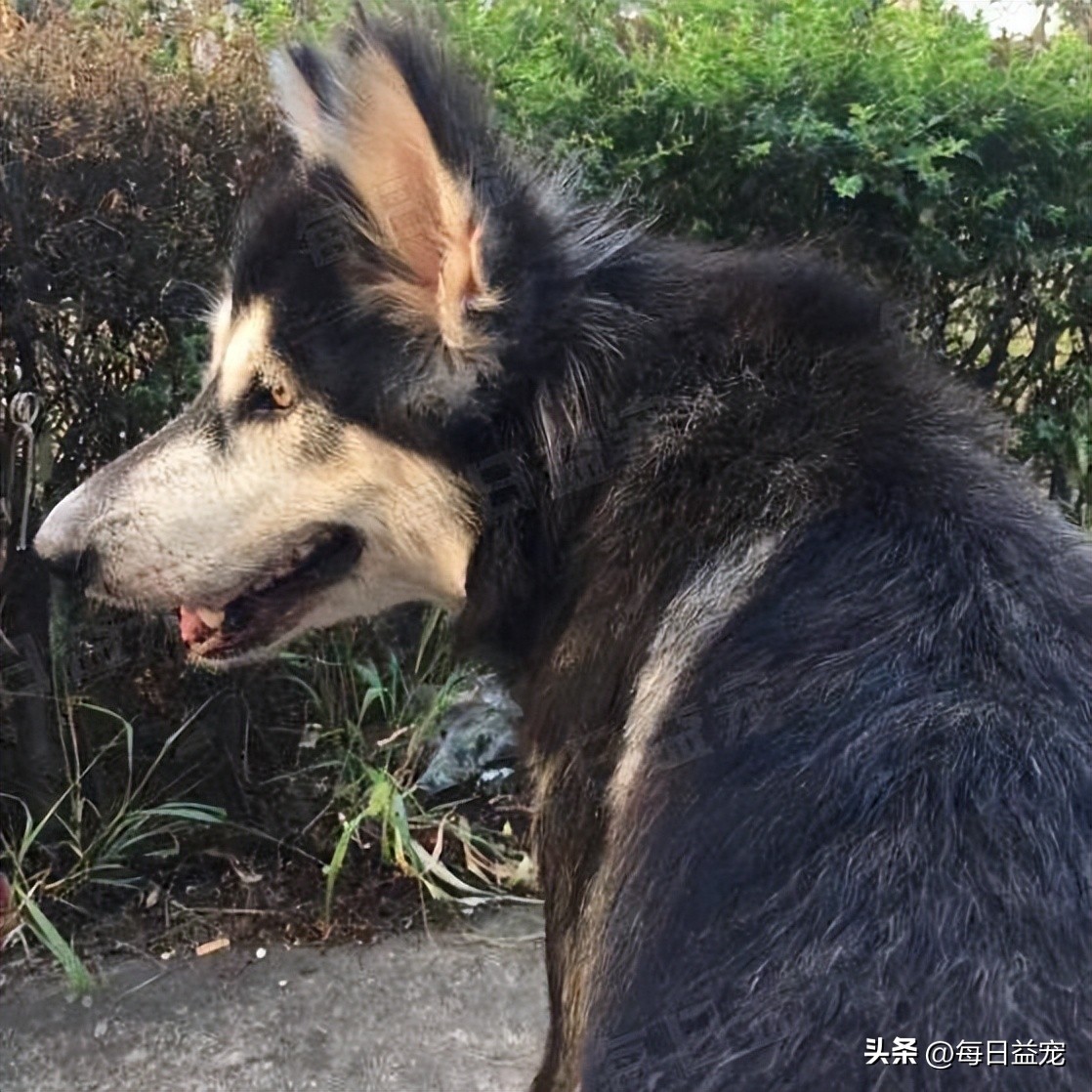 狗狗病情突发死亡,狗狗突发病死了