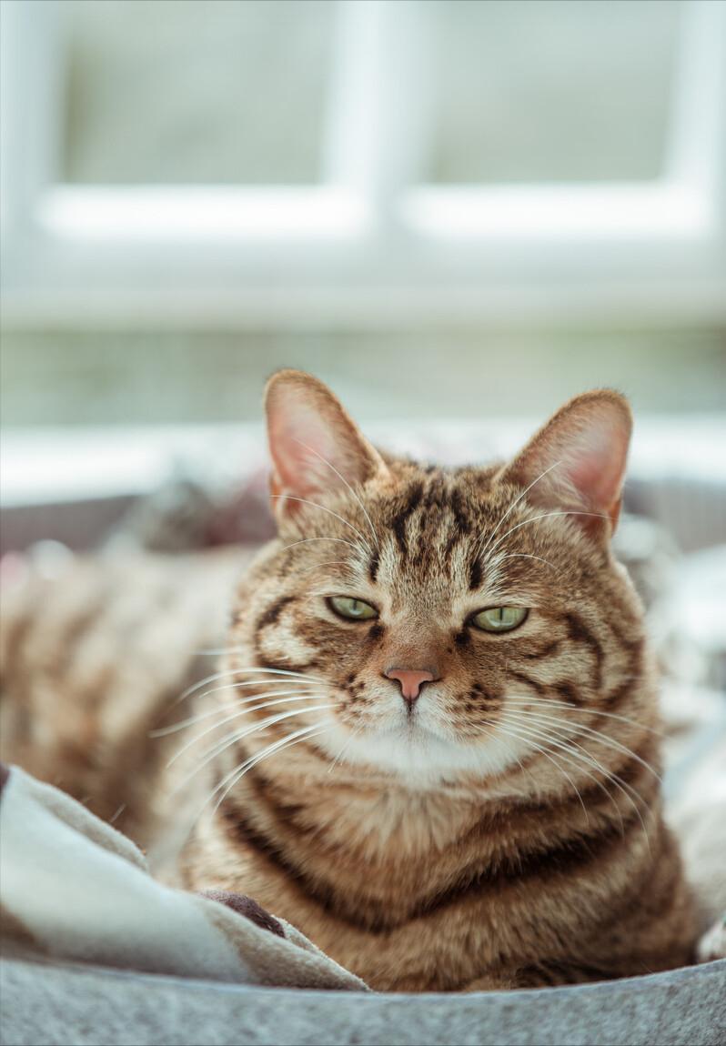 哪种猫比较温顺又好养,哪种猫最温柔最听话又好养