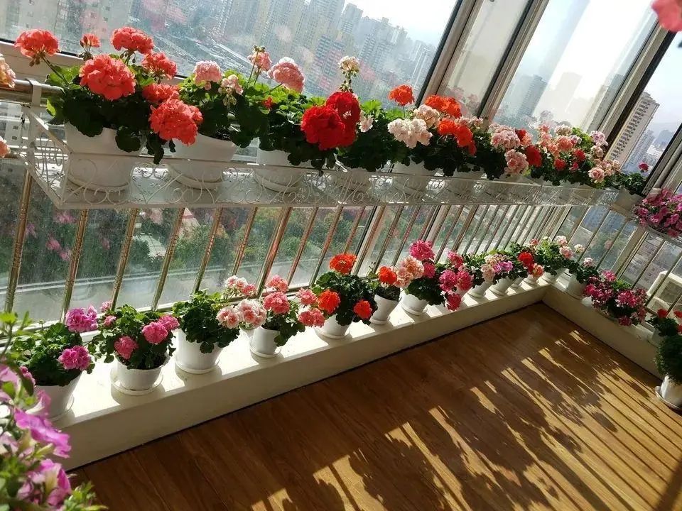 封闭阳台怎么养花技巧视频,封闭阳台养花技巧和方法