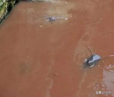 放生是否为了求功德,放生塘鲺的功德