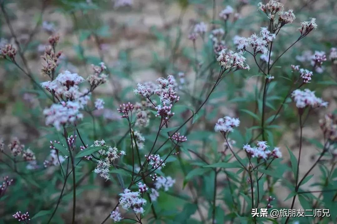 广州花都梯田油菜花,广州徒步赏油菜花路线