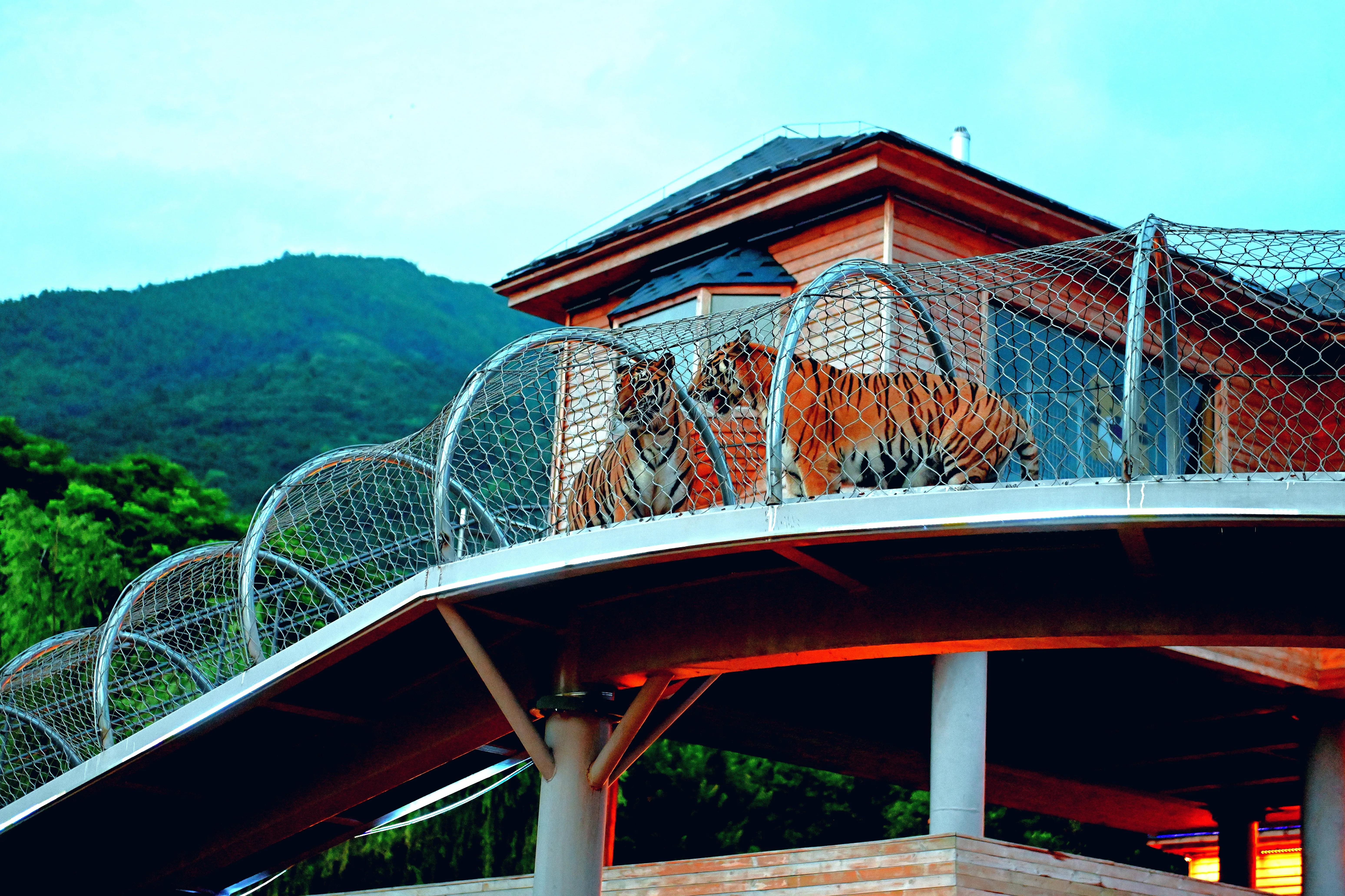 无锡动物园夜公园游玩攻略,无锡动物园攻略