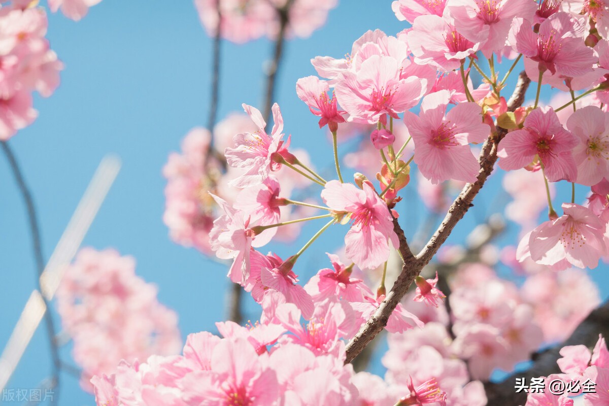 樱花公园的樱花是什么品种,观赏性樱花有哪些