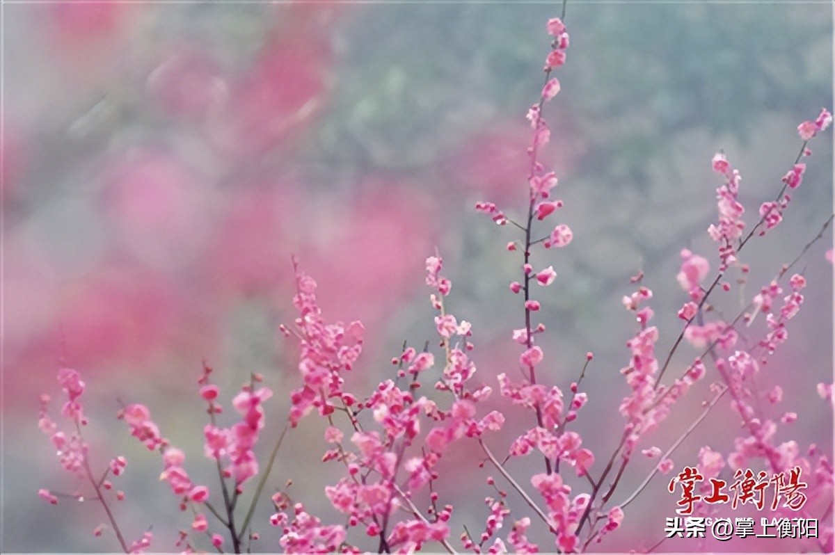 文旅周刊丨恰是春意浓浓，南岳“梅景”正好