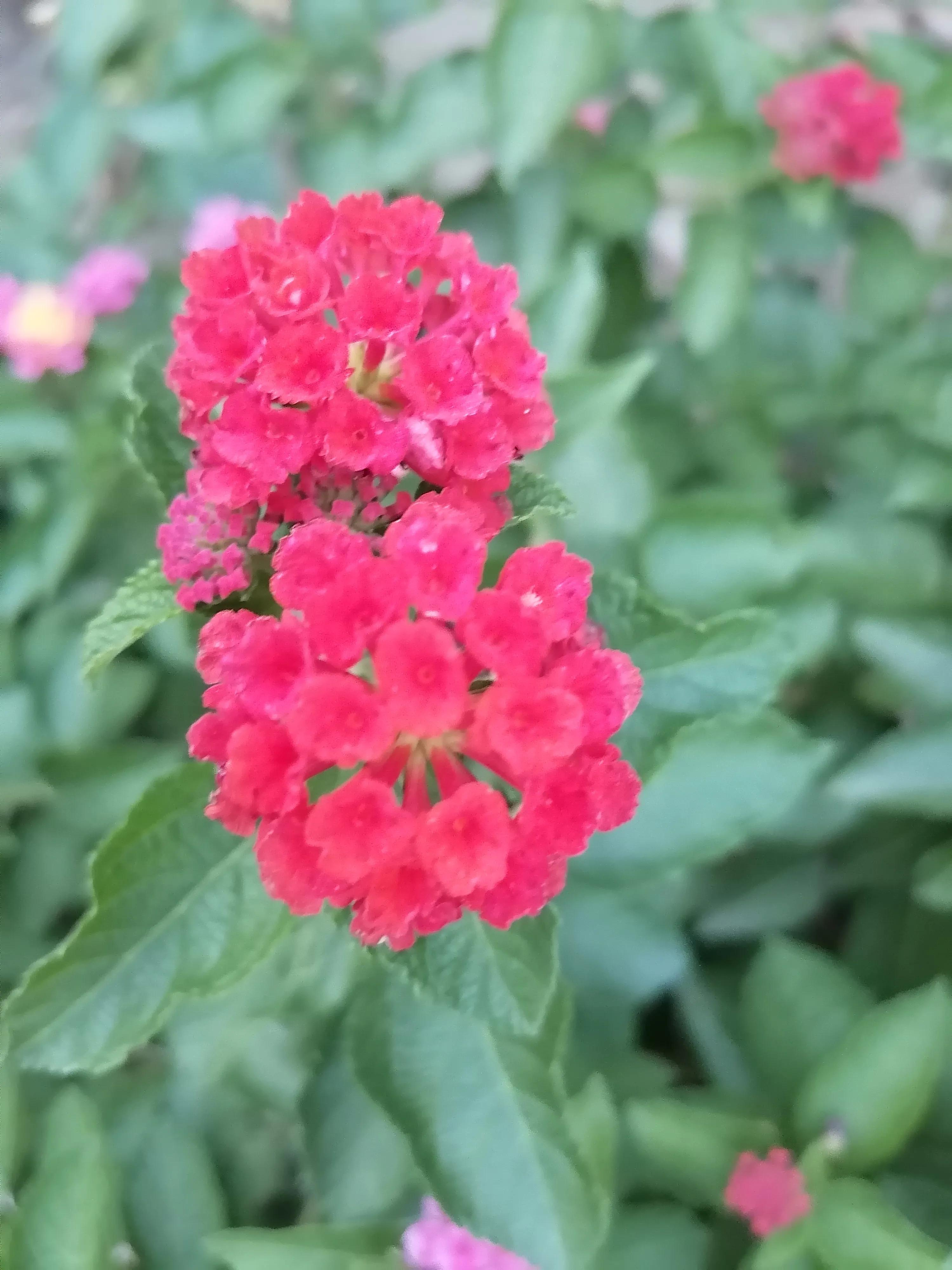 每逢佳节倍思亲歌曲,每逢佳节倍思亲中逢是什么意思