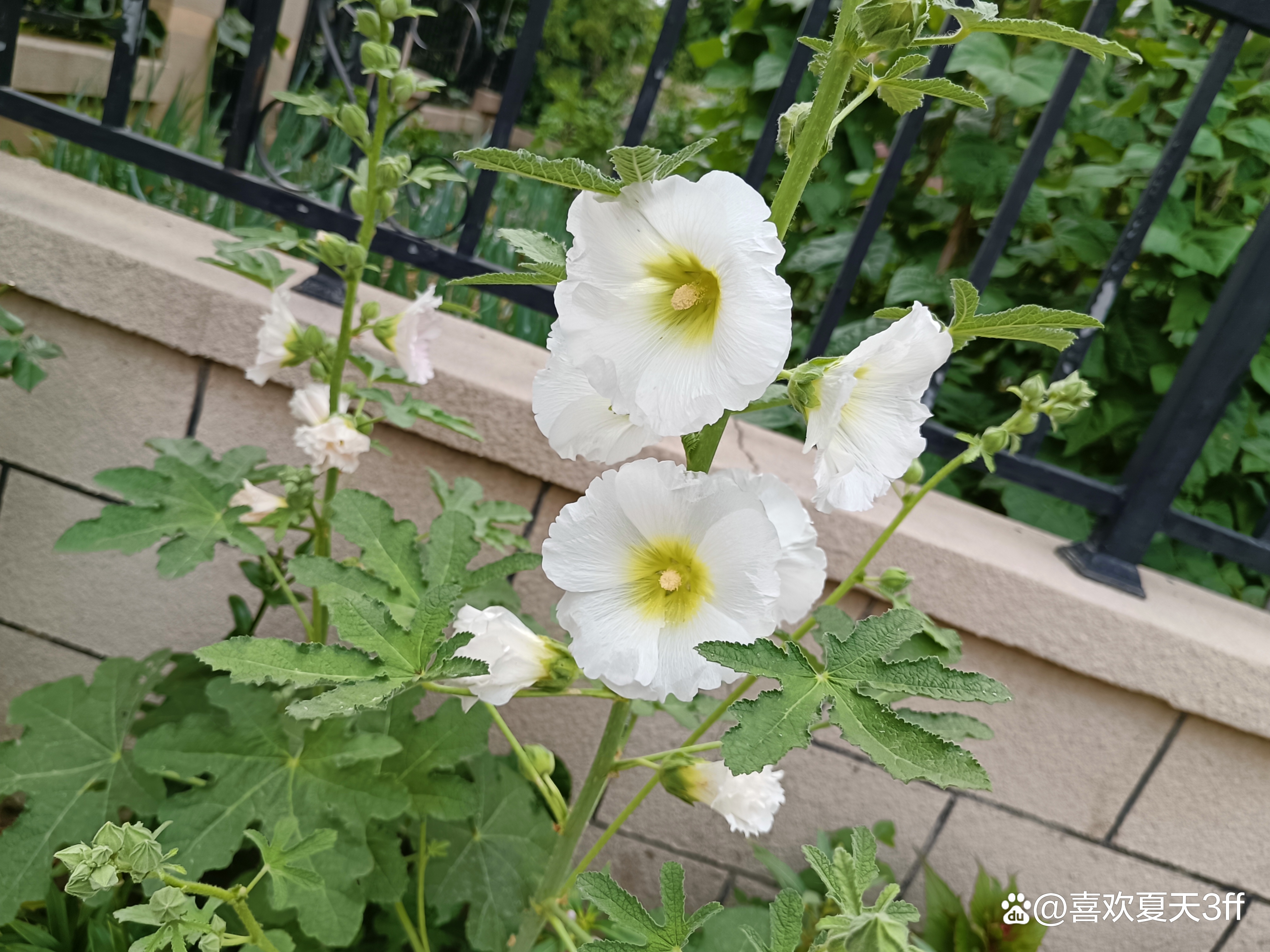 六月的鲜花绚丽多彩,七月的鲜花格外的娇艳