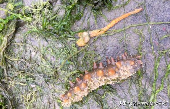 海参得纤毛虫什么症状,海参真菌感染