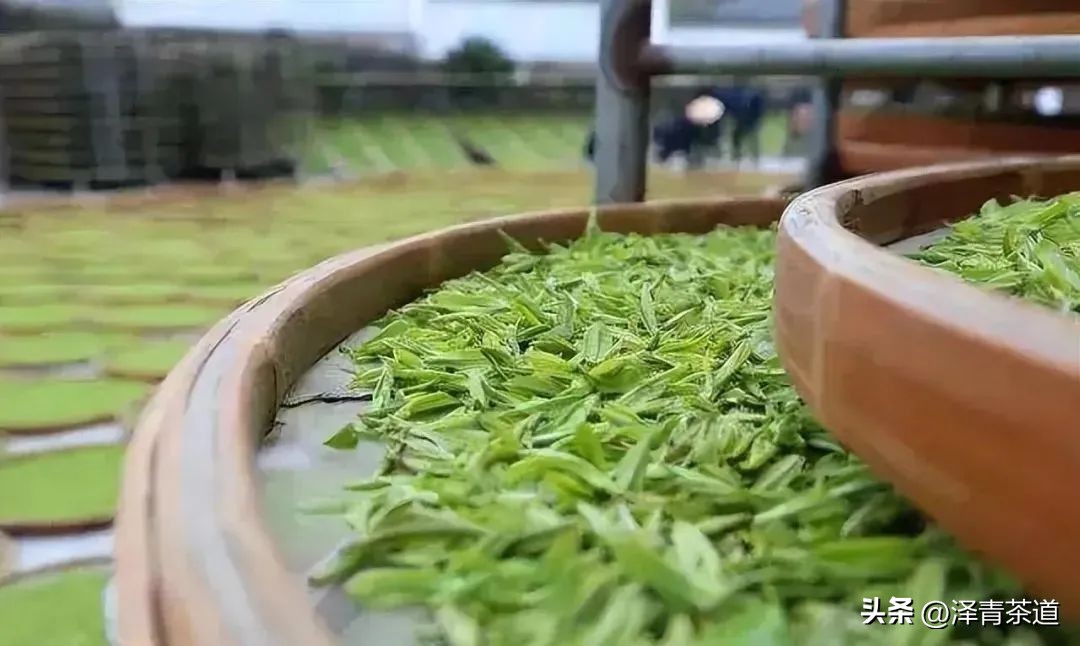 福建中国茶叶第一大省,中国茶叶排名第一省