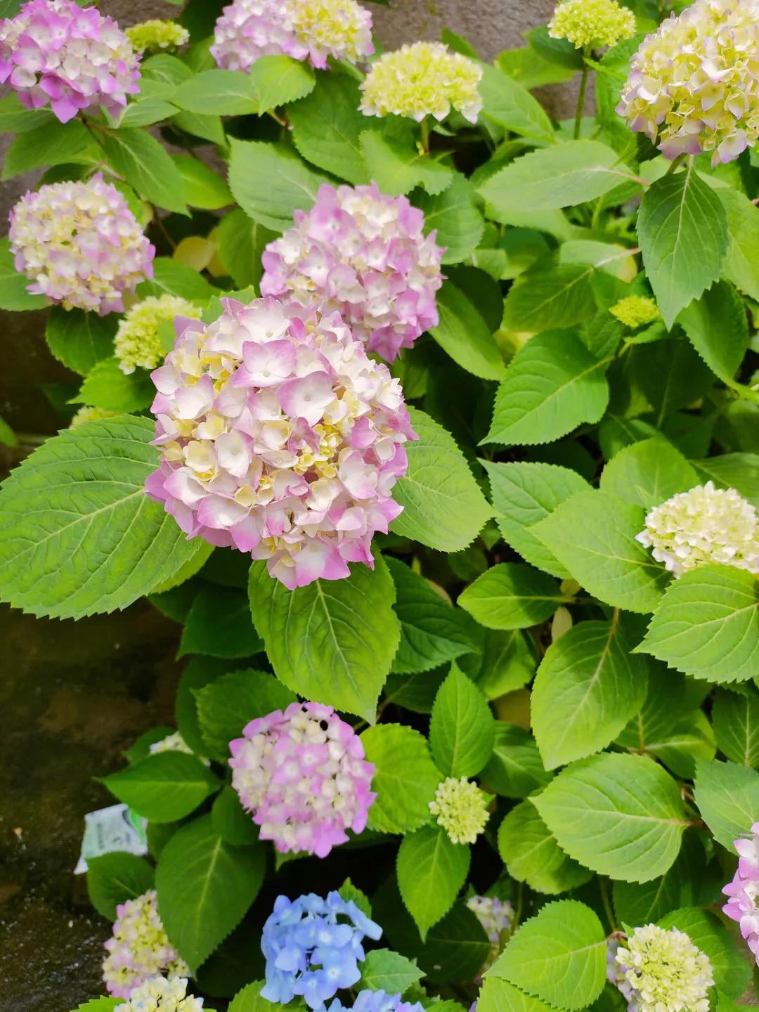 五菱缤果2024价格,五菱缤果落地价是多少