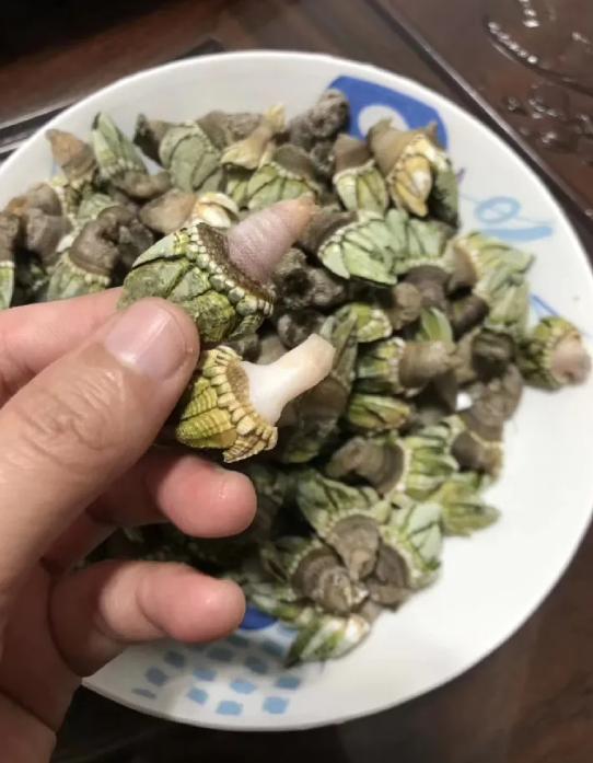 在浙江吃藤壶,还以为吞了个鬼手