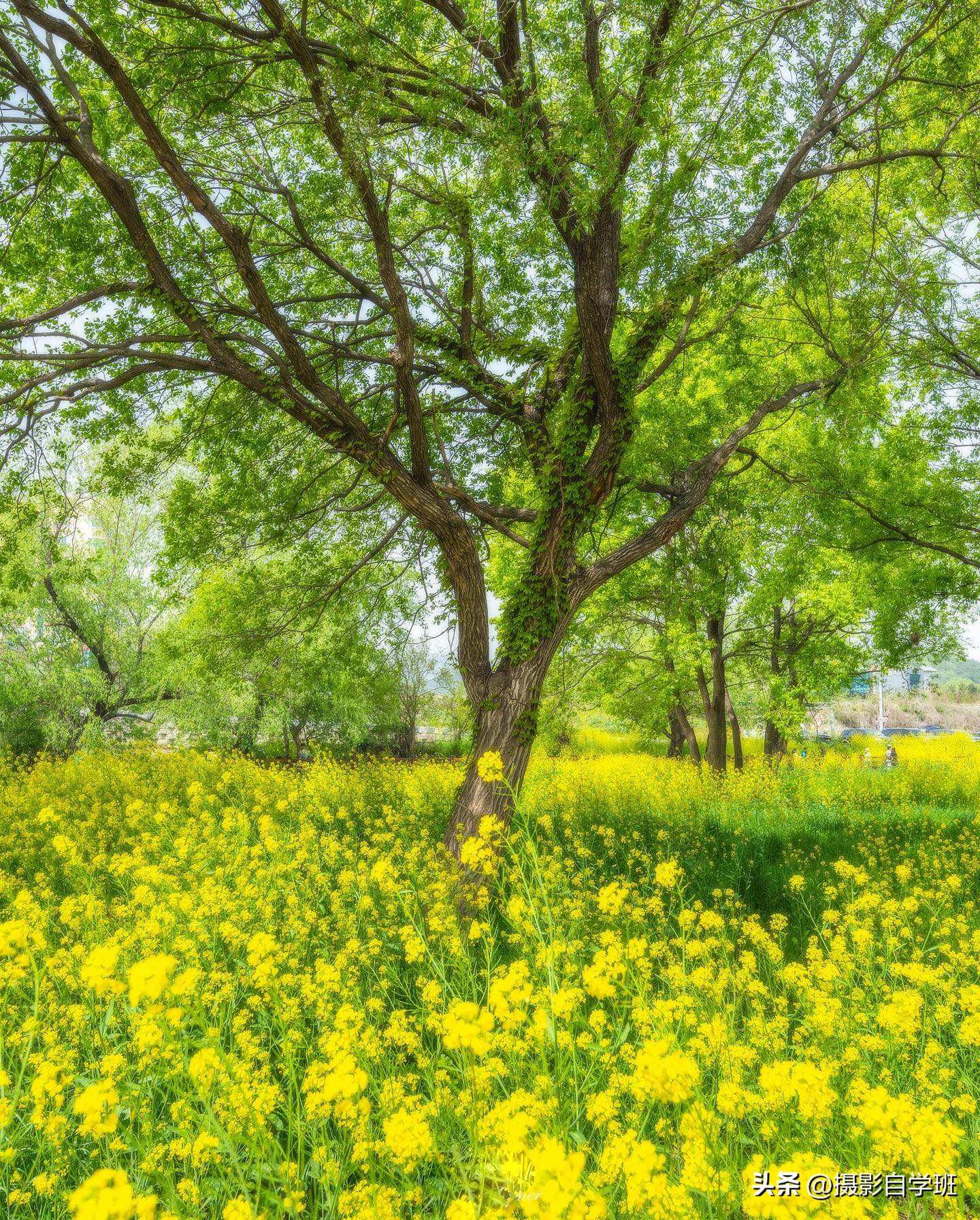 夏天怎么拍照更有夏天感觉,如何拍好夏天的照片
