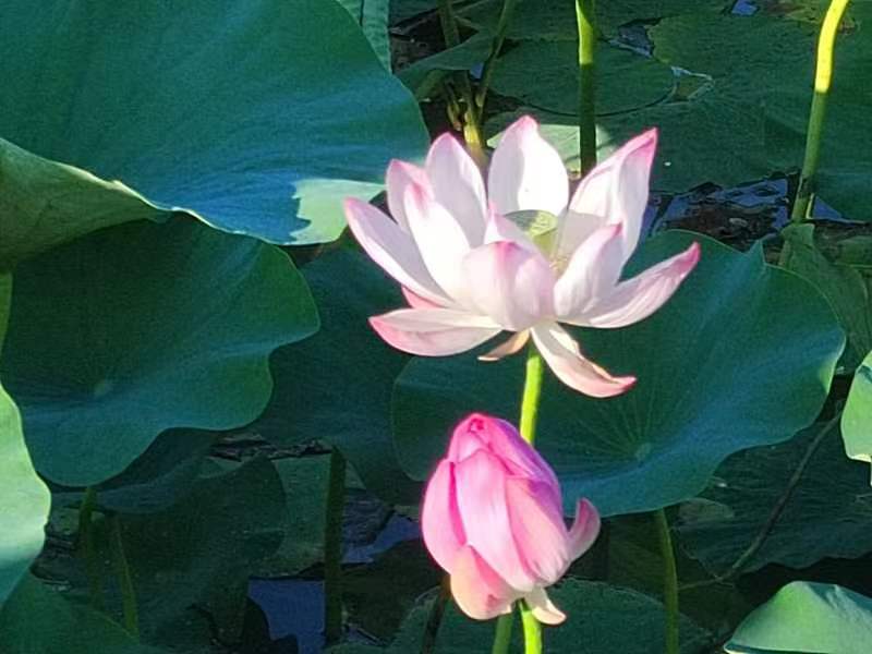 乡村振兴看安化,白城市平台镇乡村振兴