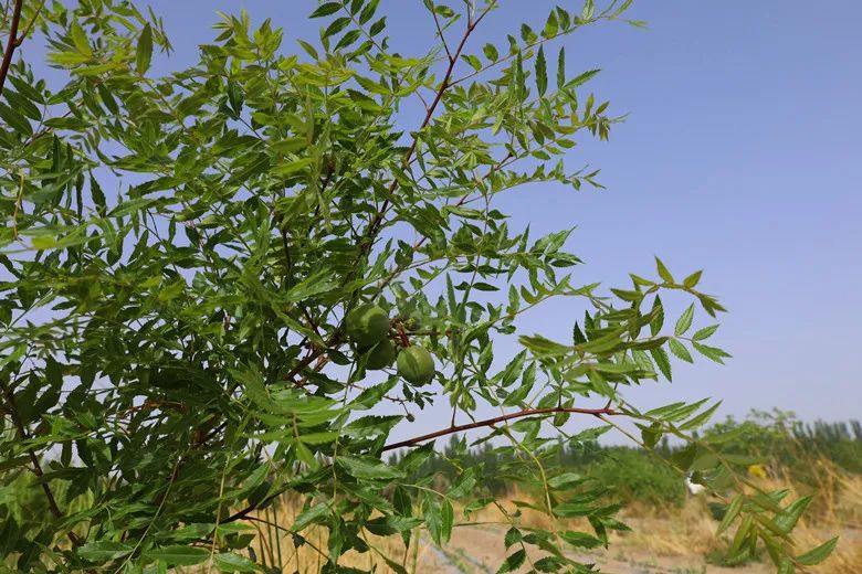 高台县文冠果,文冠果真的能致富吗