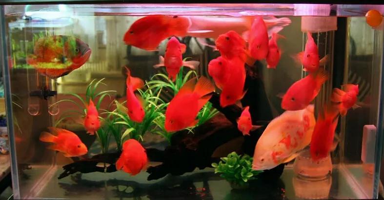 鱼缸里的水老是浑浊是什么原因,硝化细菌多了水变浑浊死鱼