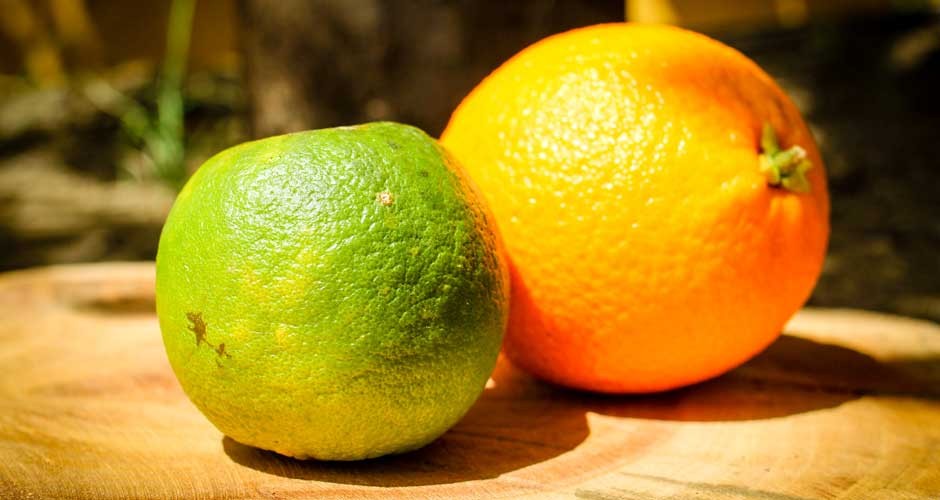 荷兰美食大全视频,荷兰美食介绍价格表