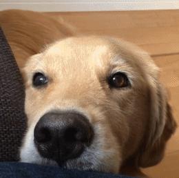 买金毛注意事项,买金毛注意事项有哪些