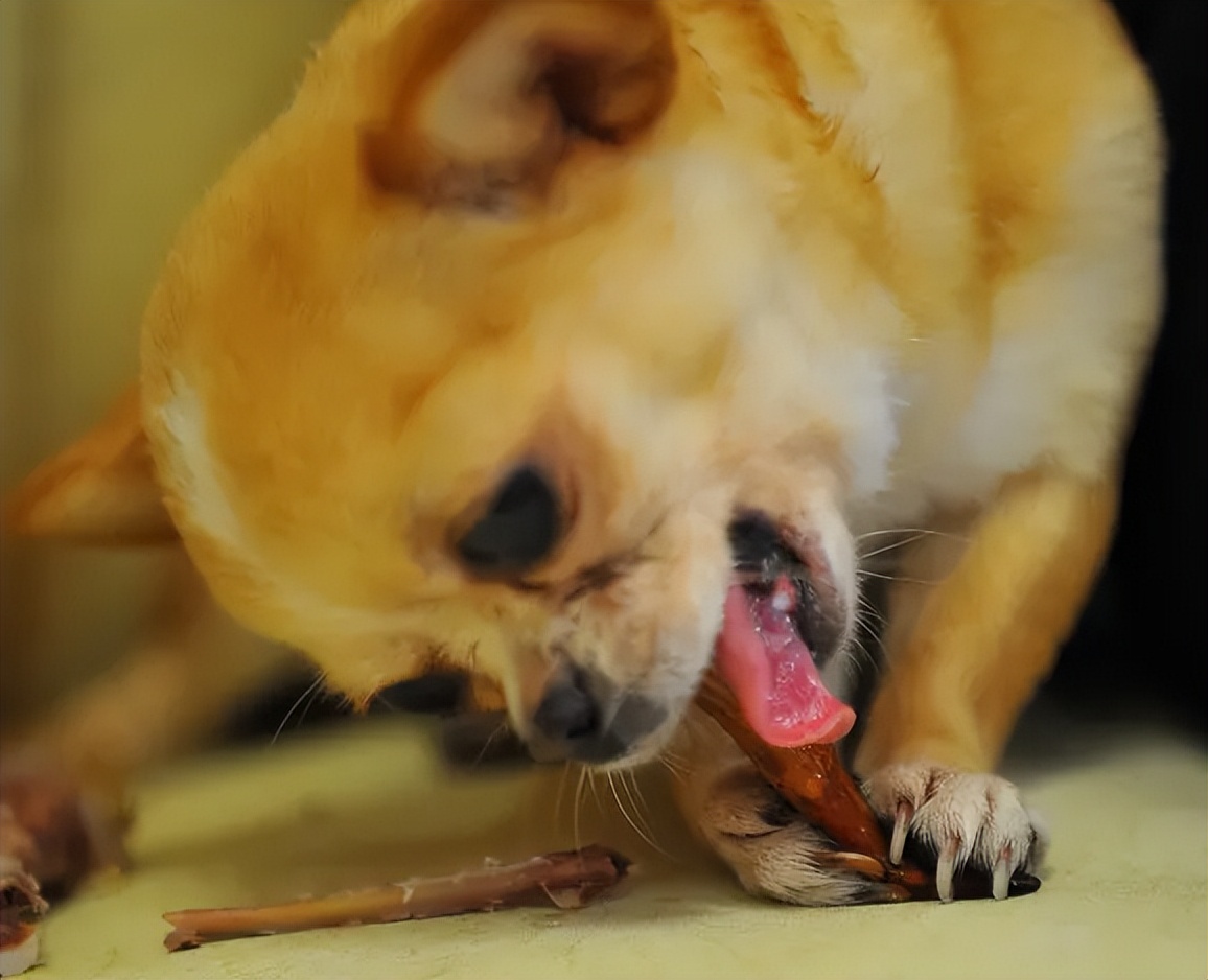 小宠物狗吉娃娃饲养方法视频,吉娃娃体型和喂食量有关系吗