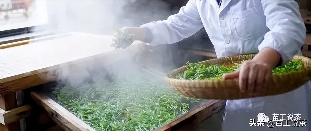 苗工说茶第三百三十五篇——再谈茶叶的“杀青”环节