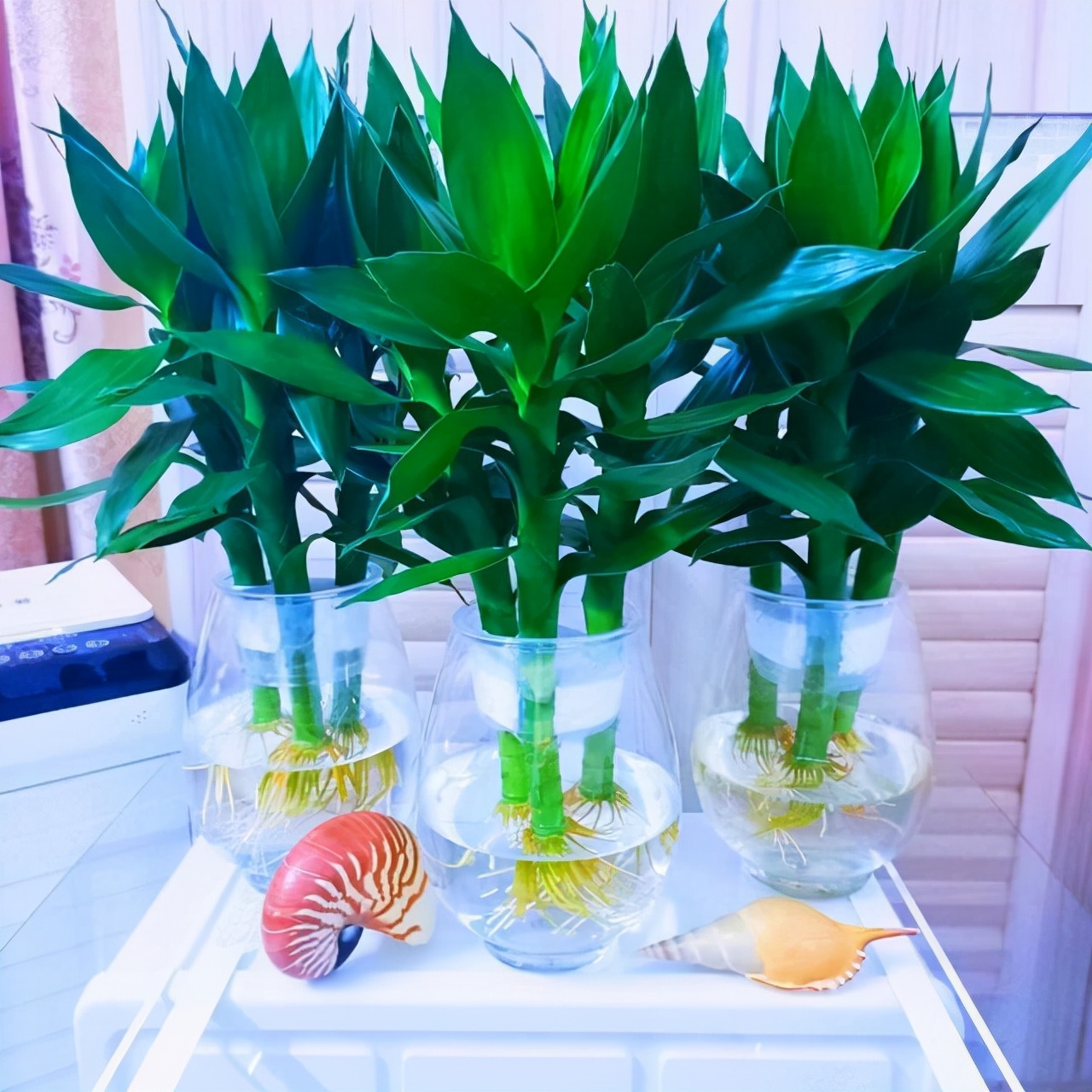 富贵竹养单不养双有这一说法吗,为什么富贵竹不可以乱养