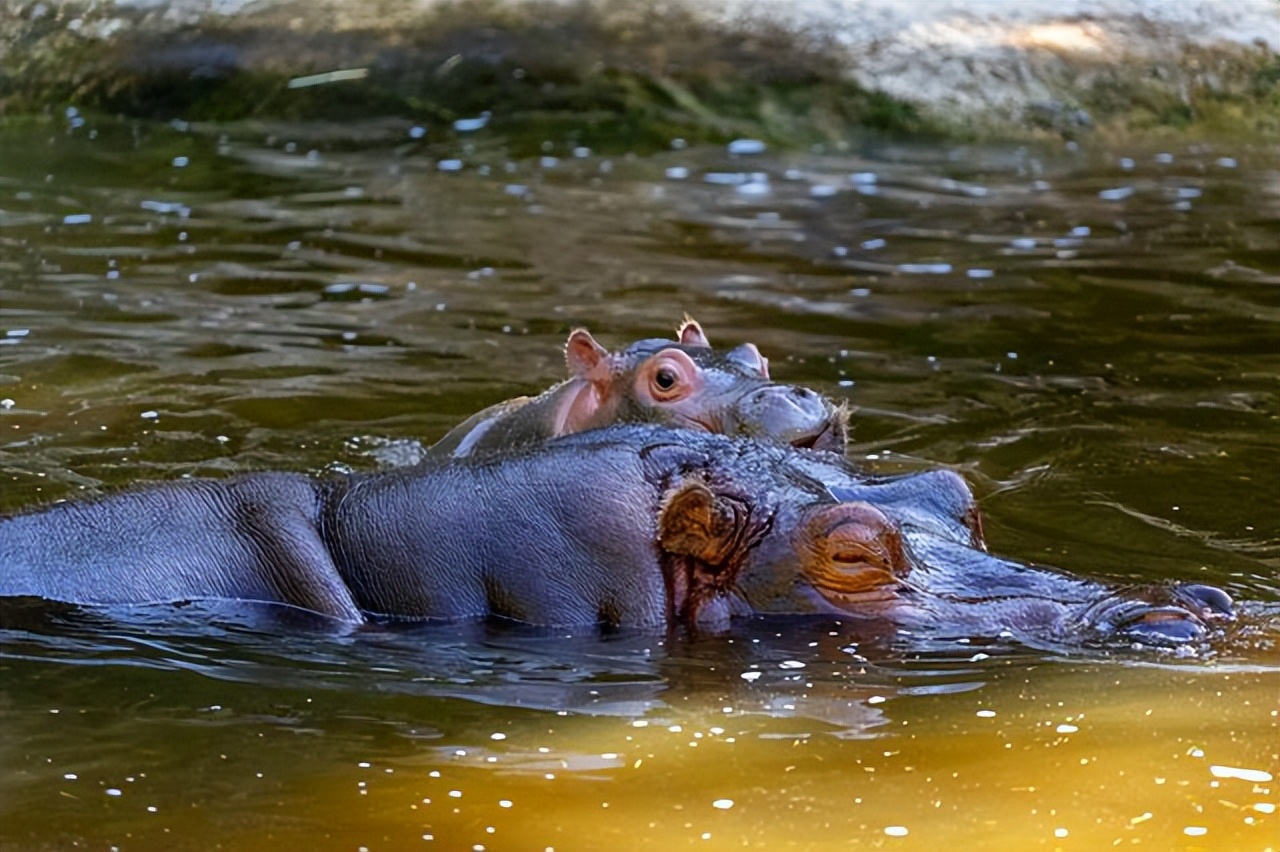 河马科普视频儿童版,河马科普视频幼儿园
