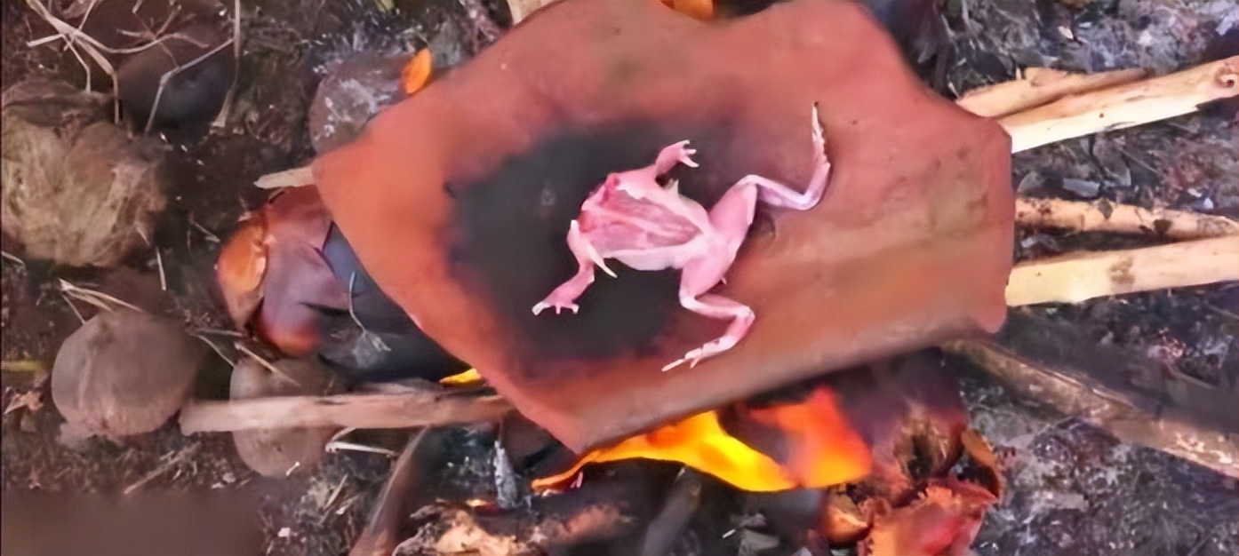 真正的丛林美食有哪些,硬核知识大全100个