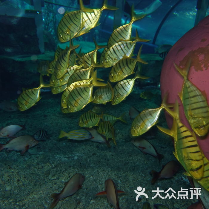 富国海底世界和太平洋哪个好一点,富国海底世界和海洋馆哪个值得去