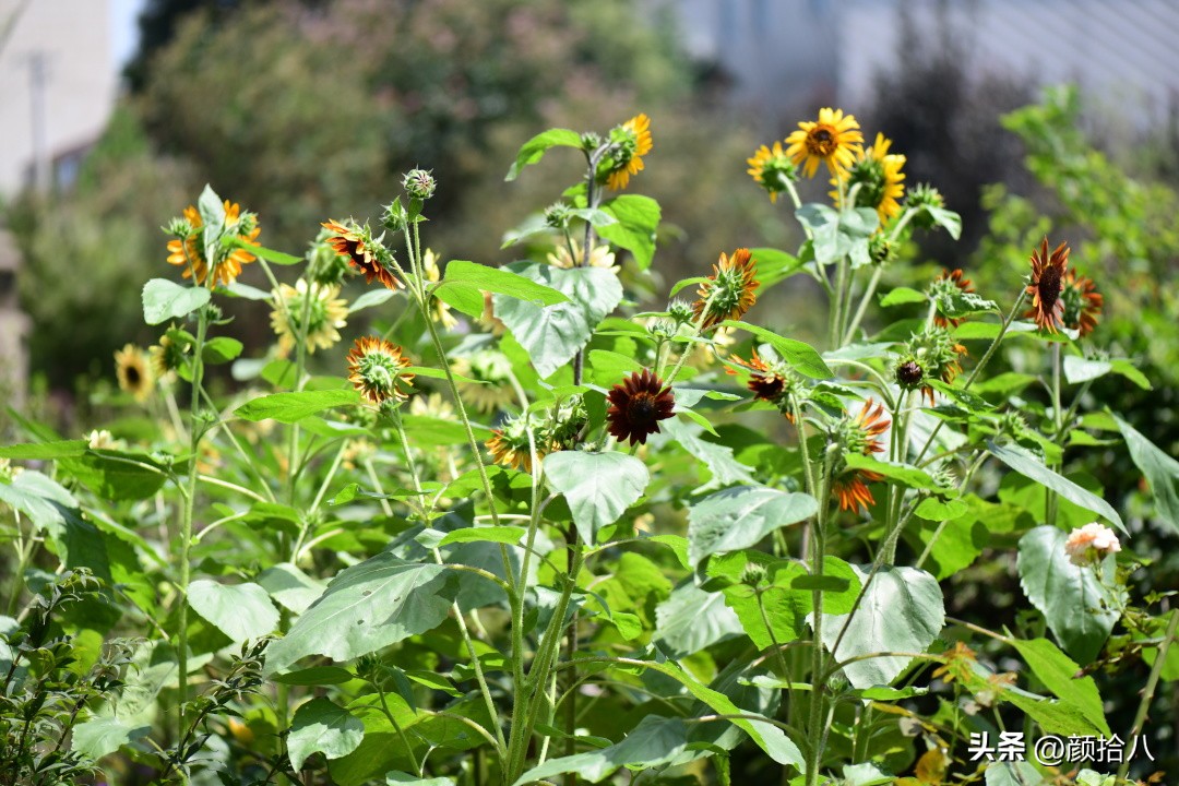 流放到菜地的花儿们，尽情绽放吧，不管在哪里｜园丁