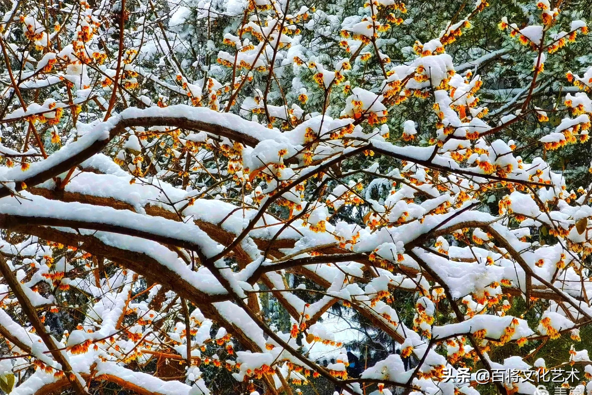 「百将文化」枝横碧玉天然瘦，恋破黄金分外香