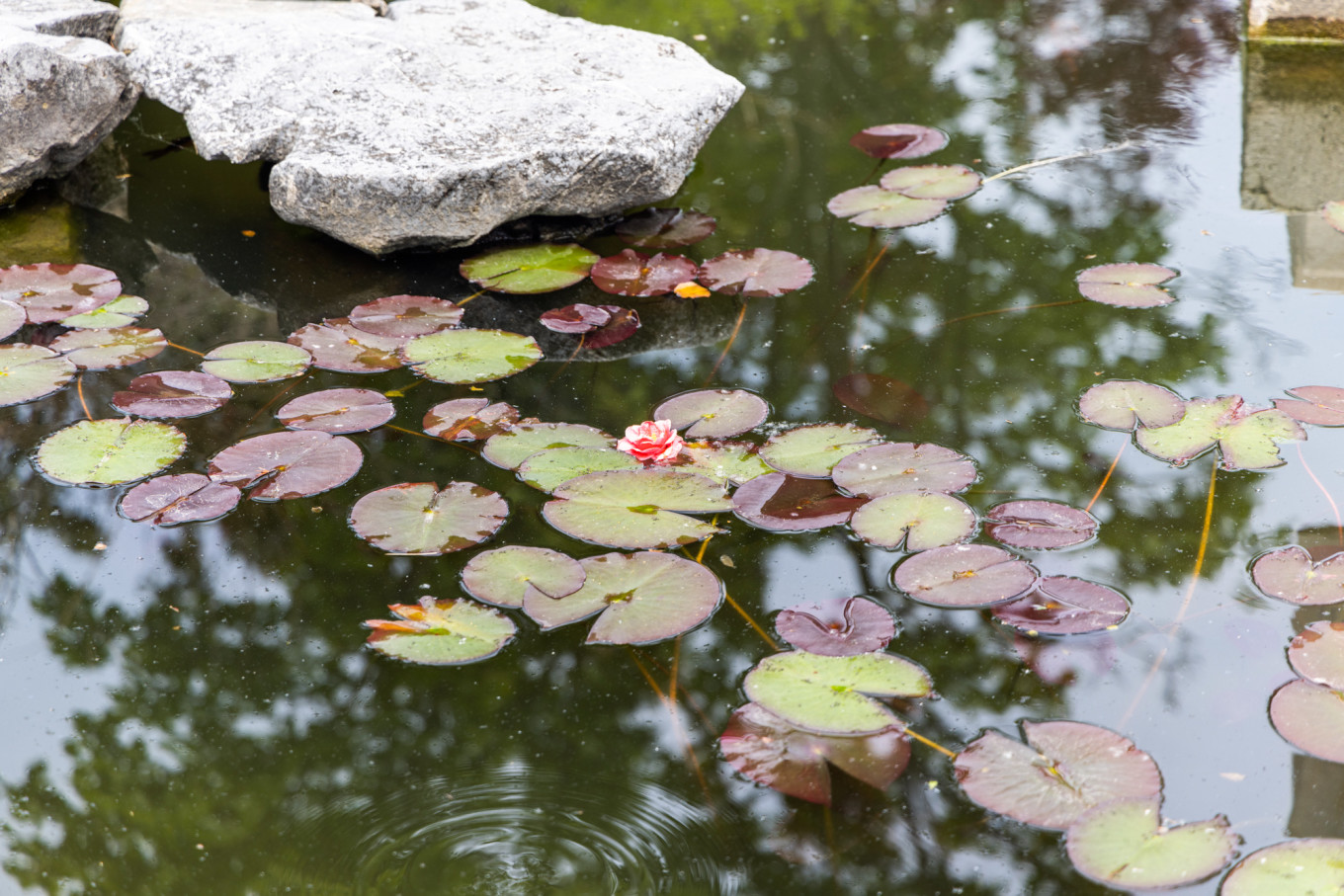 春日下江南杭州,春日下江南古镇